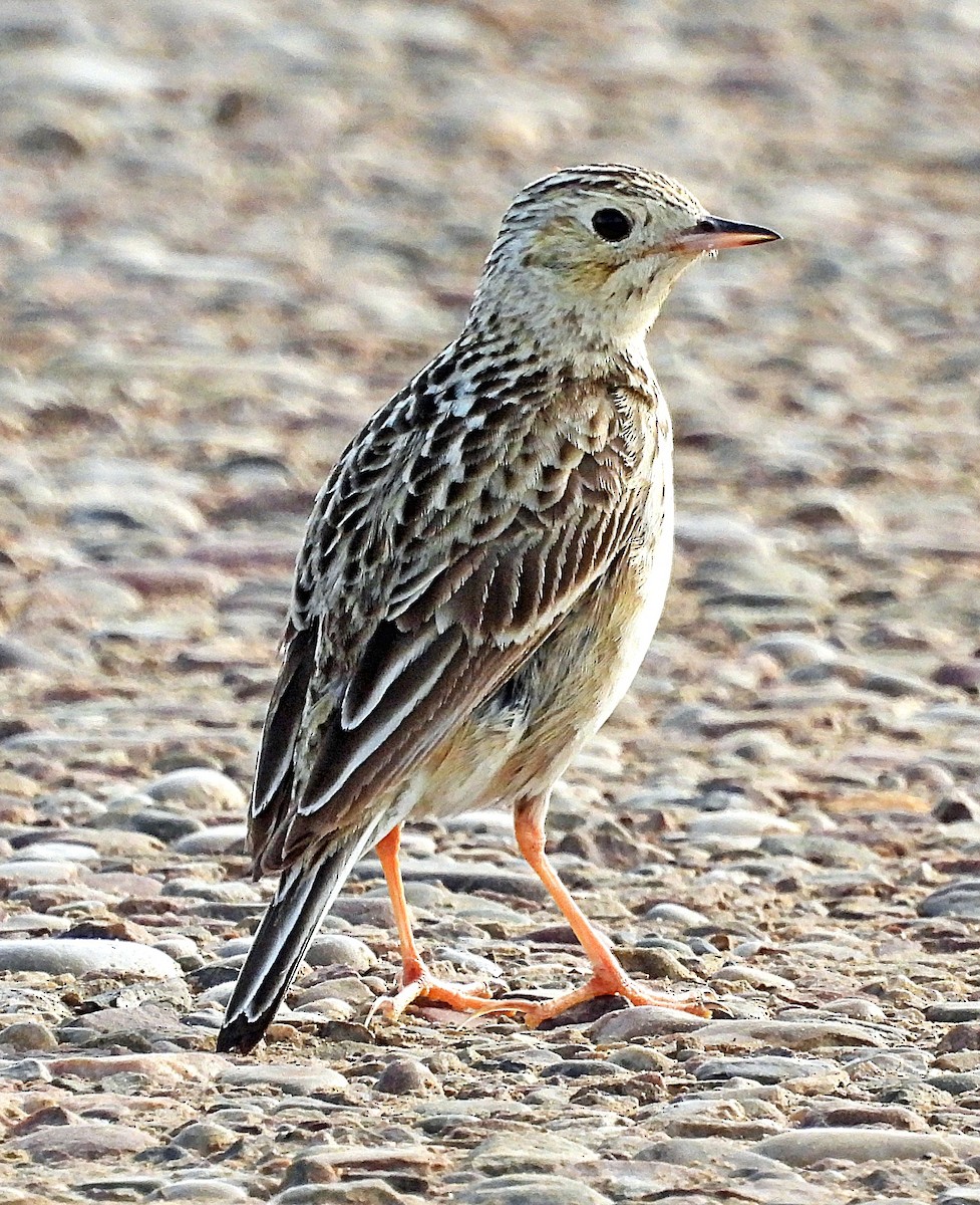 Sprague's Pipit - ML637666019