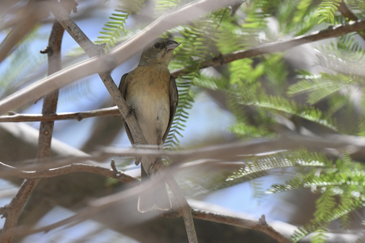 Lazuli Bunting - ML637666025