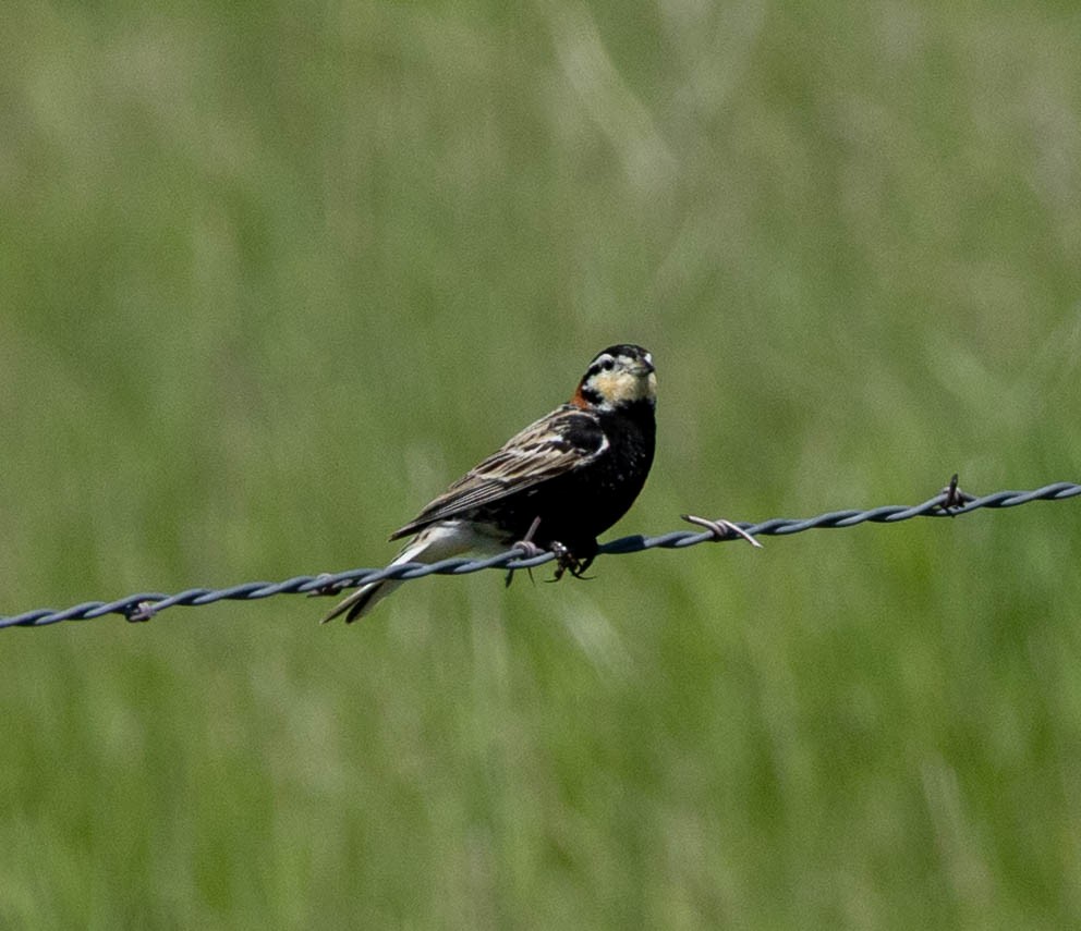 Chestnut-collared Longspur - ML637666026