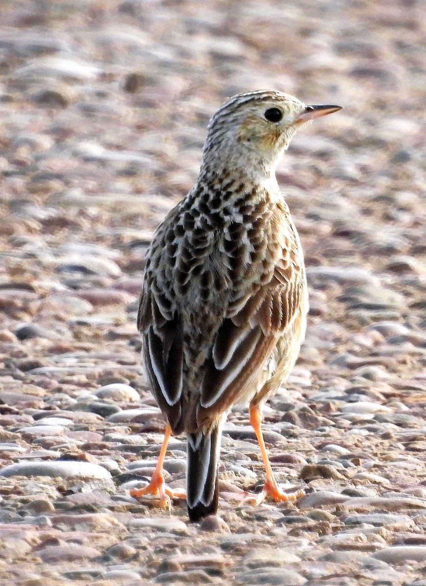 Sprague's Pipit - ML637666032