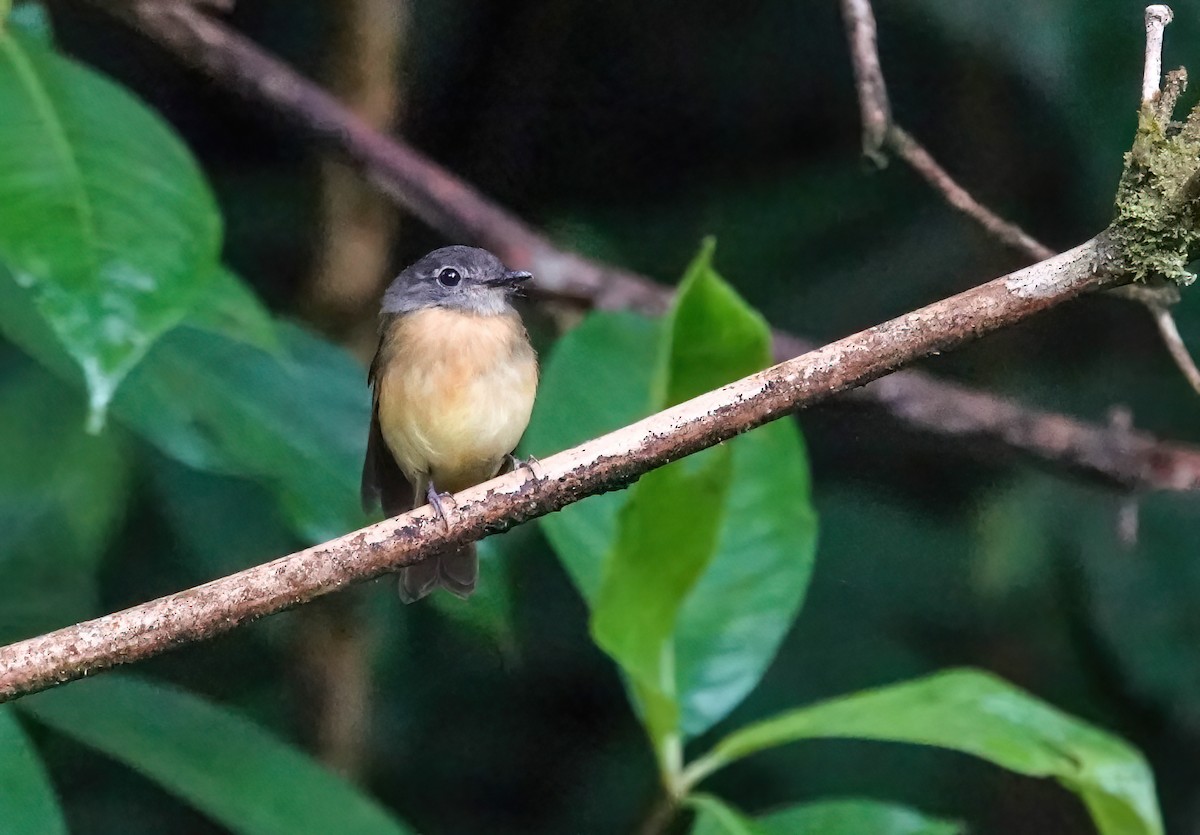 Tawny-chested Flycatcher - ML637666033