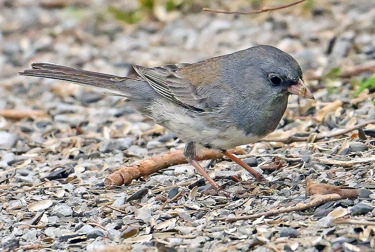 Dark-eyed Junco (cismontanus) - ML637666050