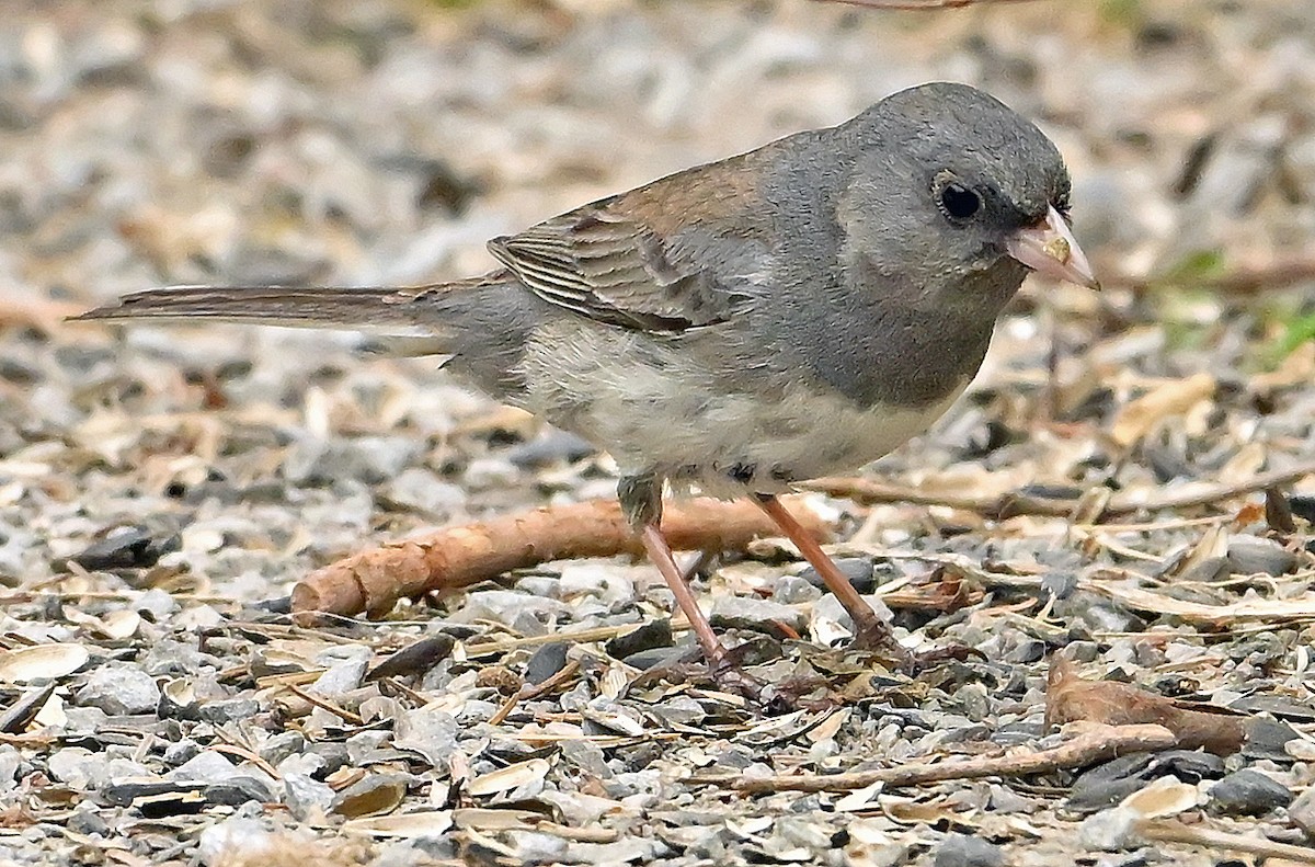 Dark-eyed Junco (cismontanus) - ML637666053