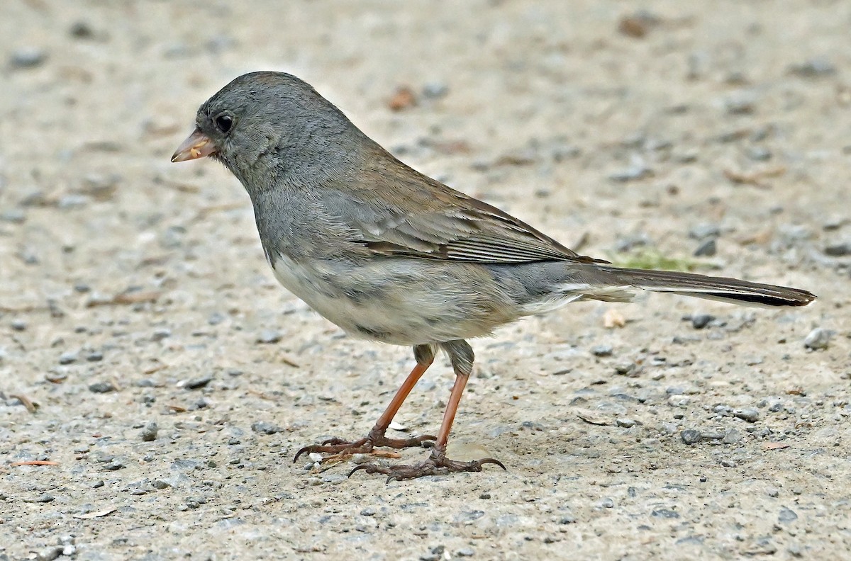 Dark-eyed Junco (cismontanus) - ML637666062