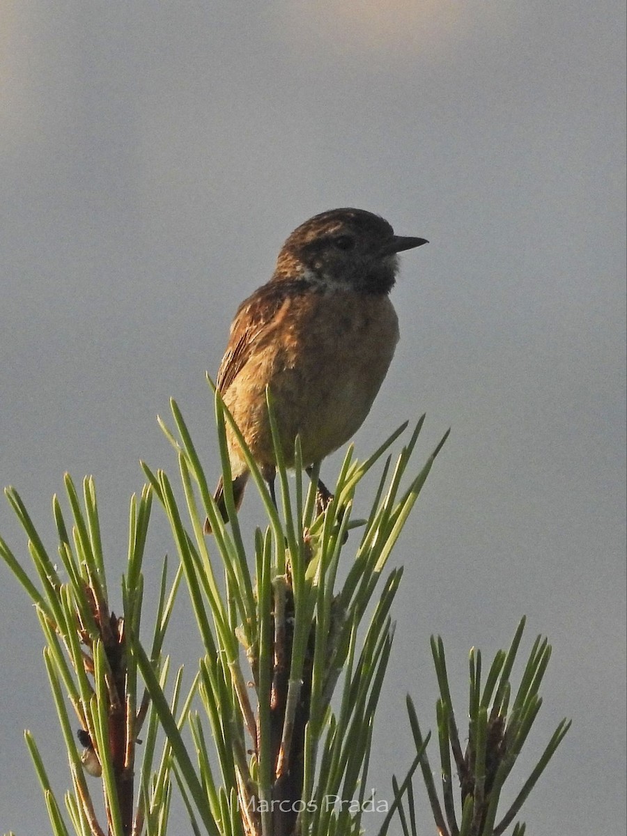 European Stonechat - ML637666080