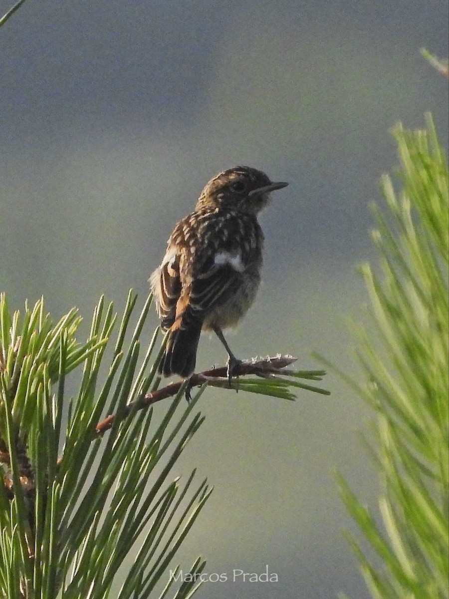 European Stonechat - ML637666081