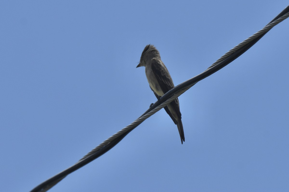 Western Wood-Pewee - ML637666082