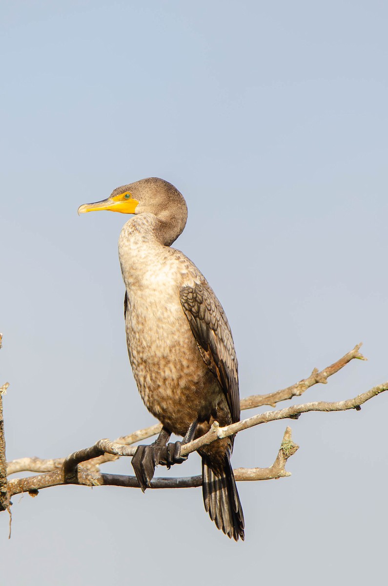 Double-crested Cormorant - ML637666090