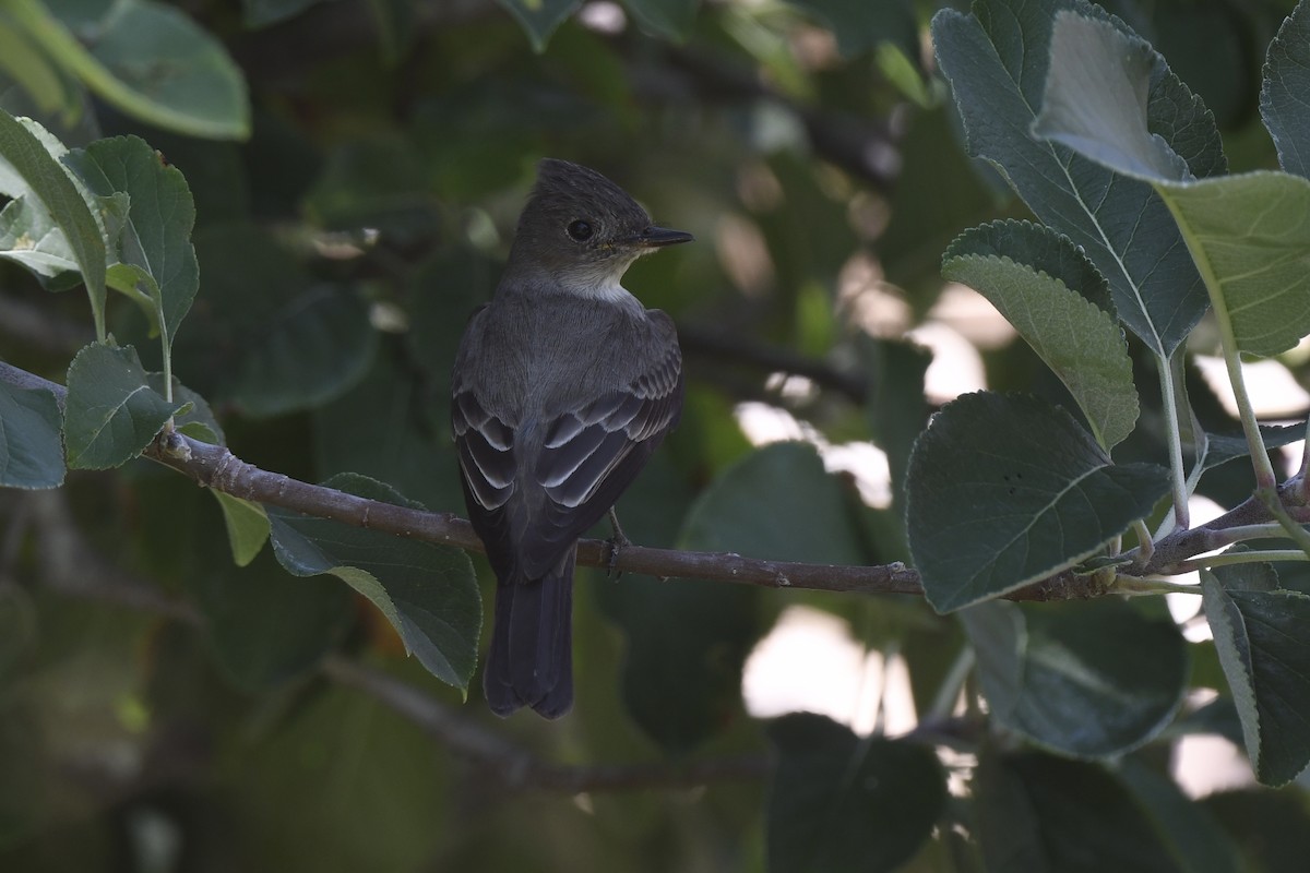 Western/Eastern Wood-Pewee - ML637666115