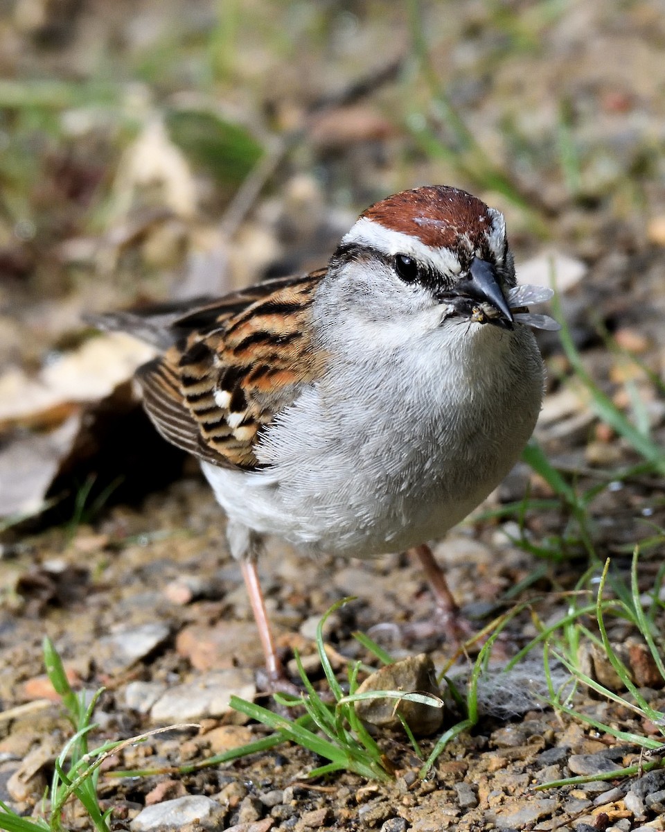 Chipping Sparrow - ML637666123