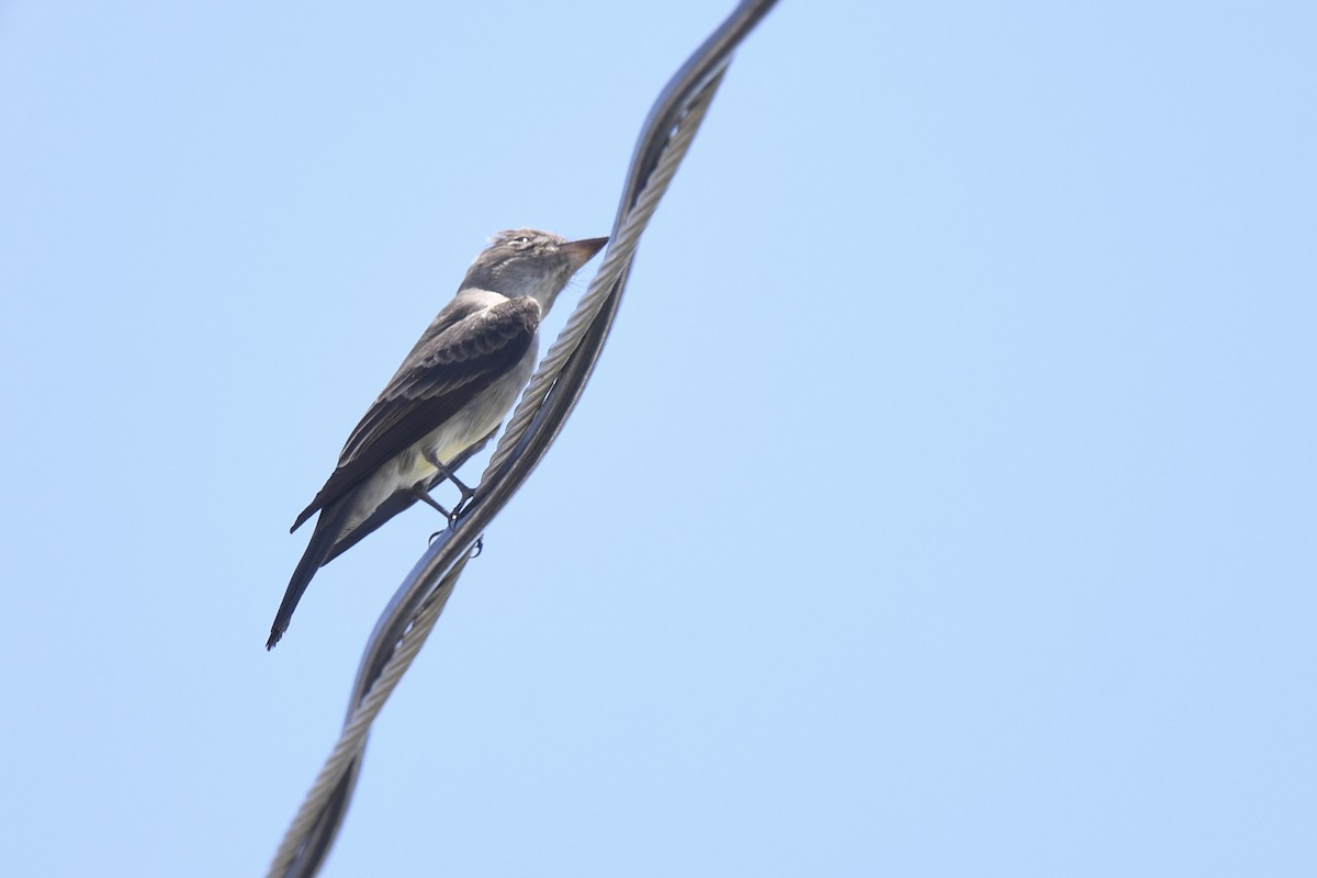 Western/Eastern Wood-Pewee - ML637666144