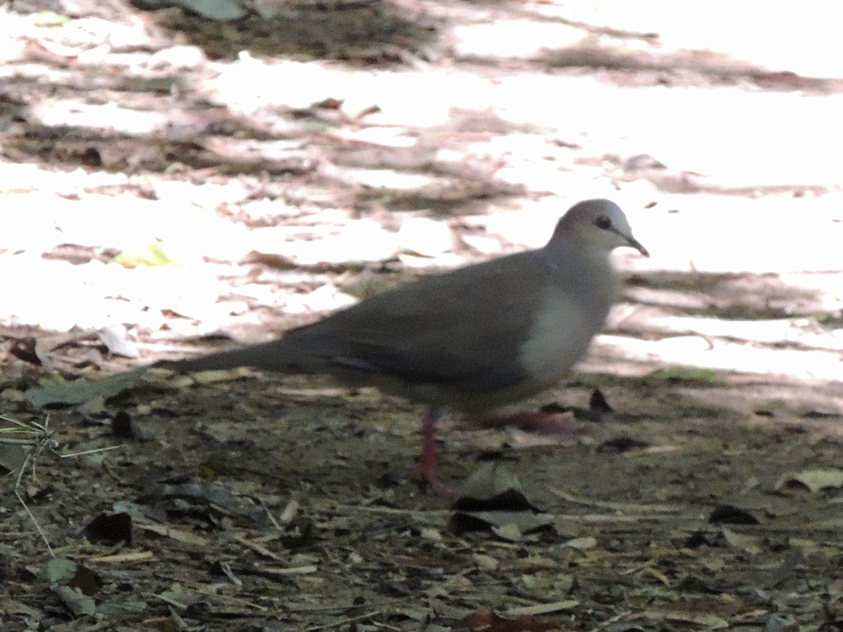 Gray-fronted Dove - ML637666198