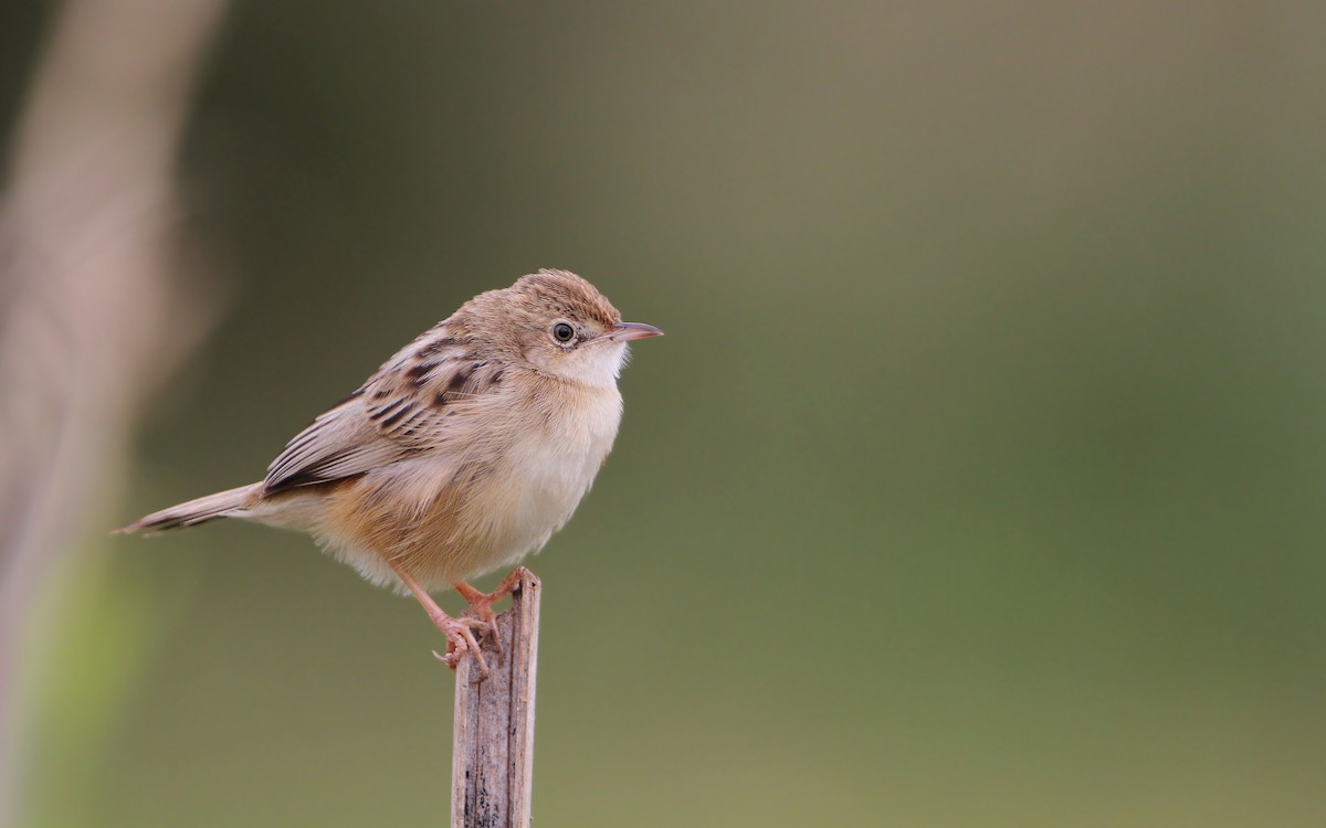 Zitting Cisticola (Western) - Christoph Moning