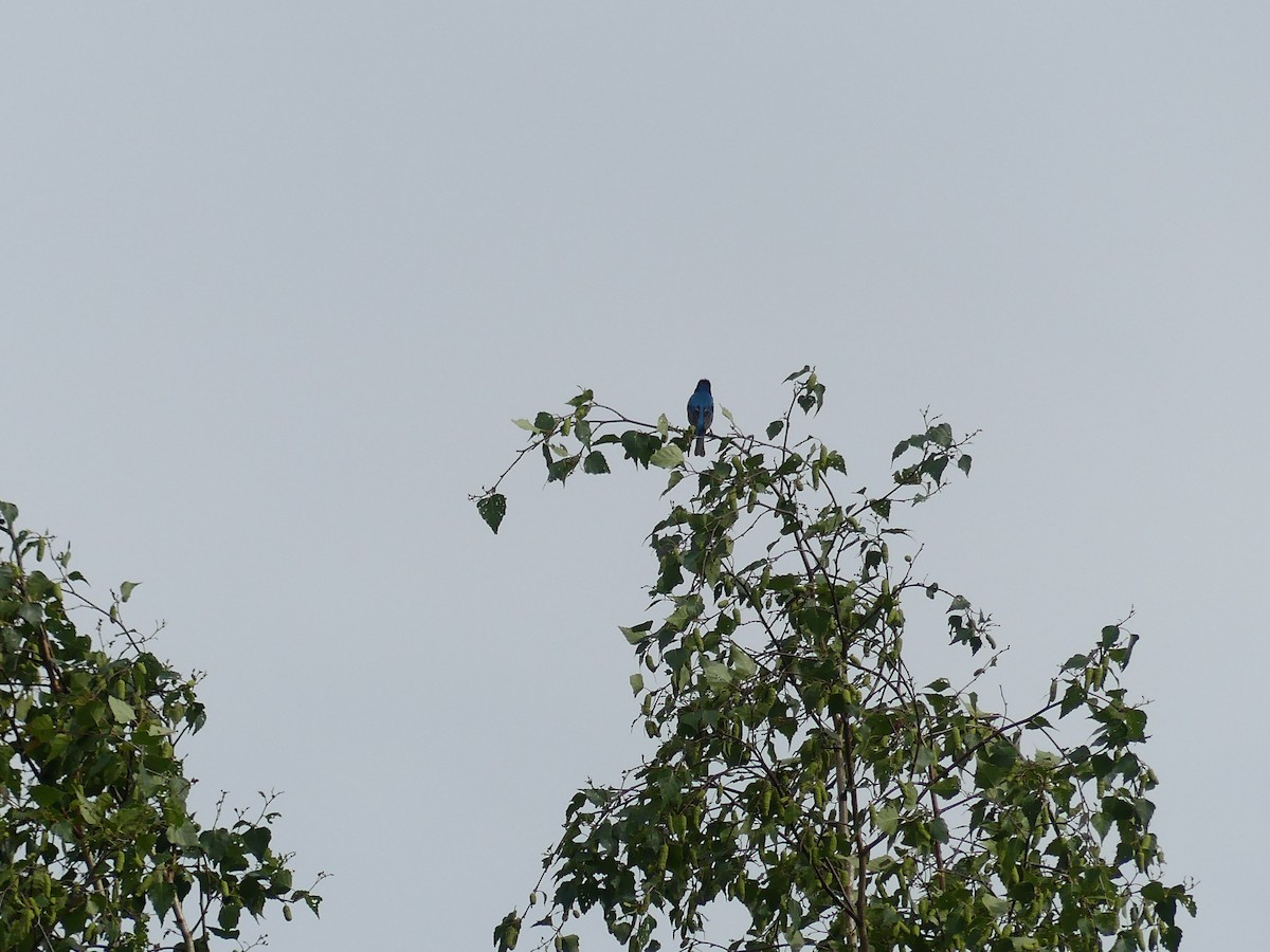 Indigo Bunting - ML637666233