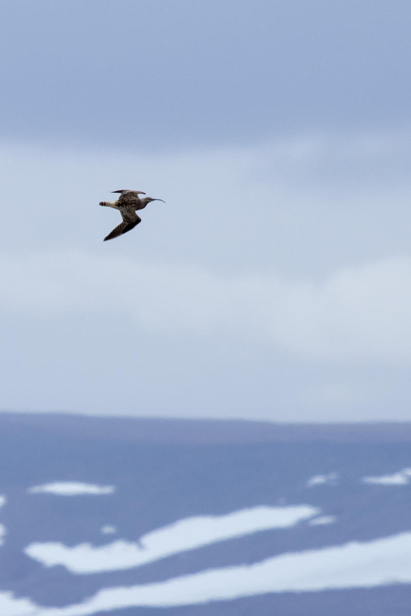 Bristle-thighed Curlew - ML637666236