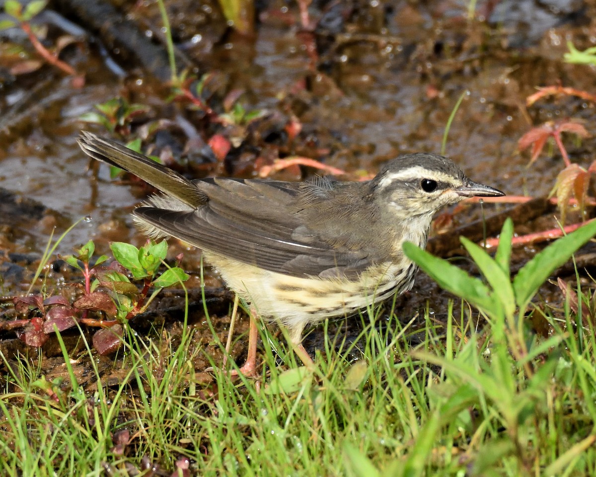 Louisiana Waterthrush - ML637666244