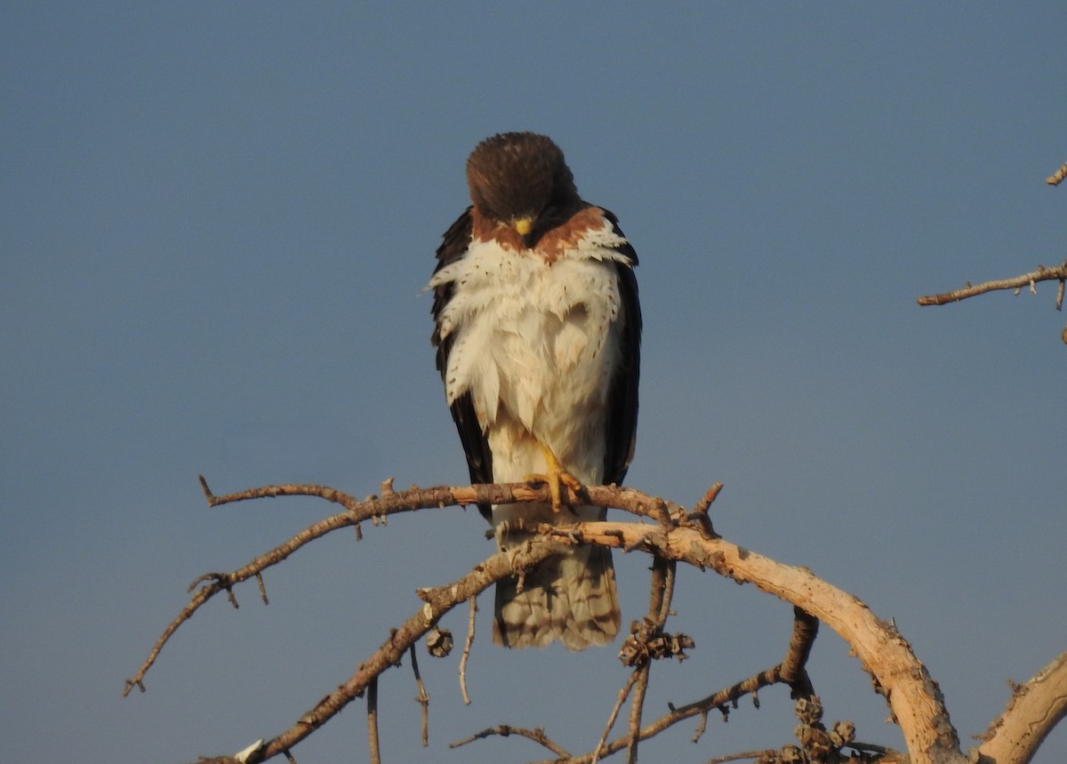 Swainson's Hawk - ML637666255