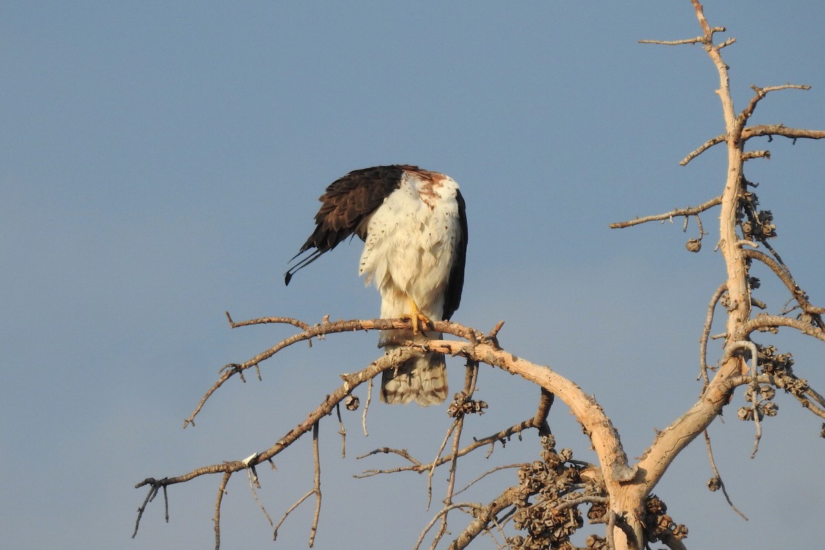 Swainson's Hawk - ML637666256