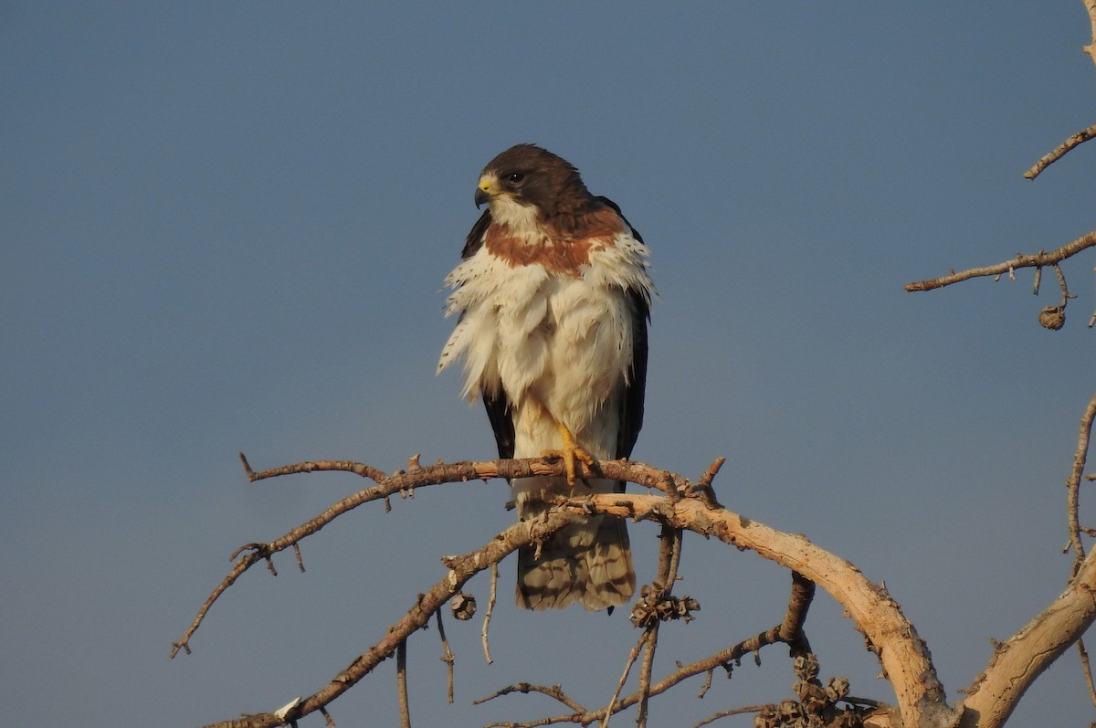 Swainson's Hawk - ML637666257