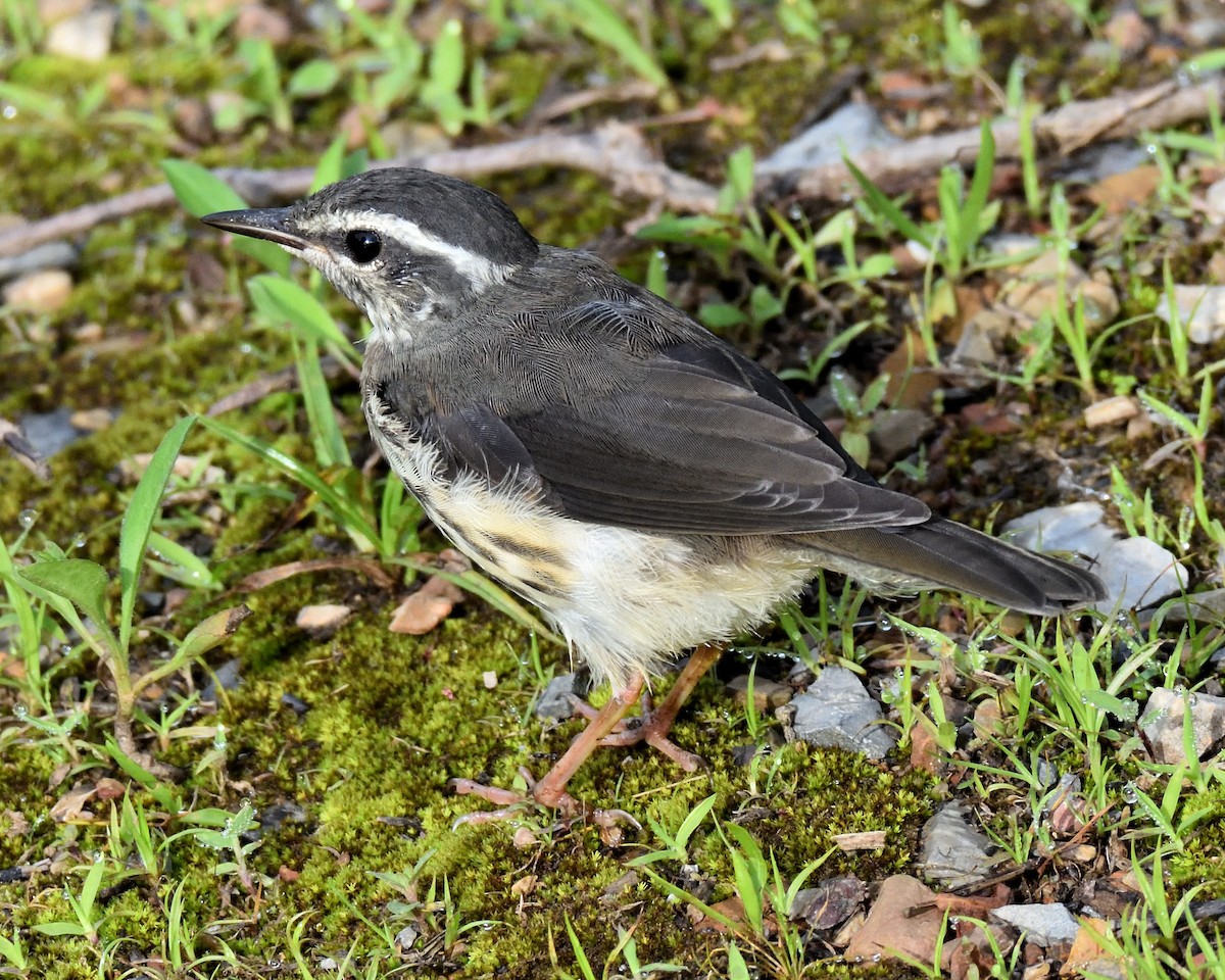 Louisiana Waterthrush - ML637666266