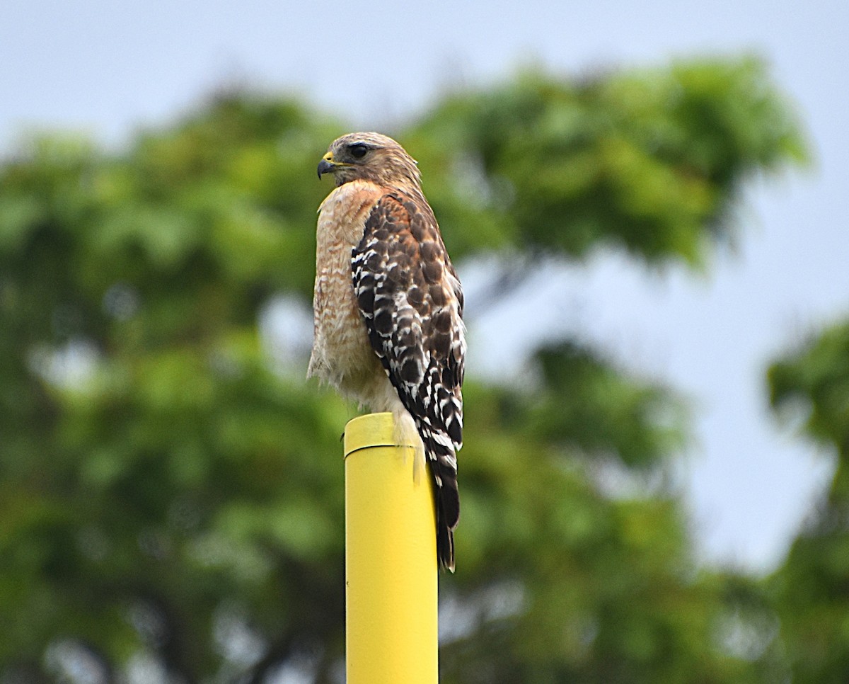 Red-shouldered Hawk - ML637666277