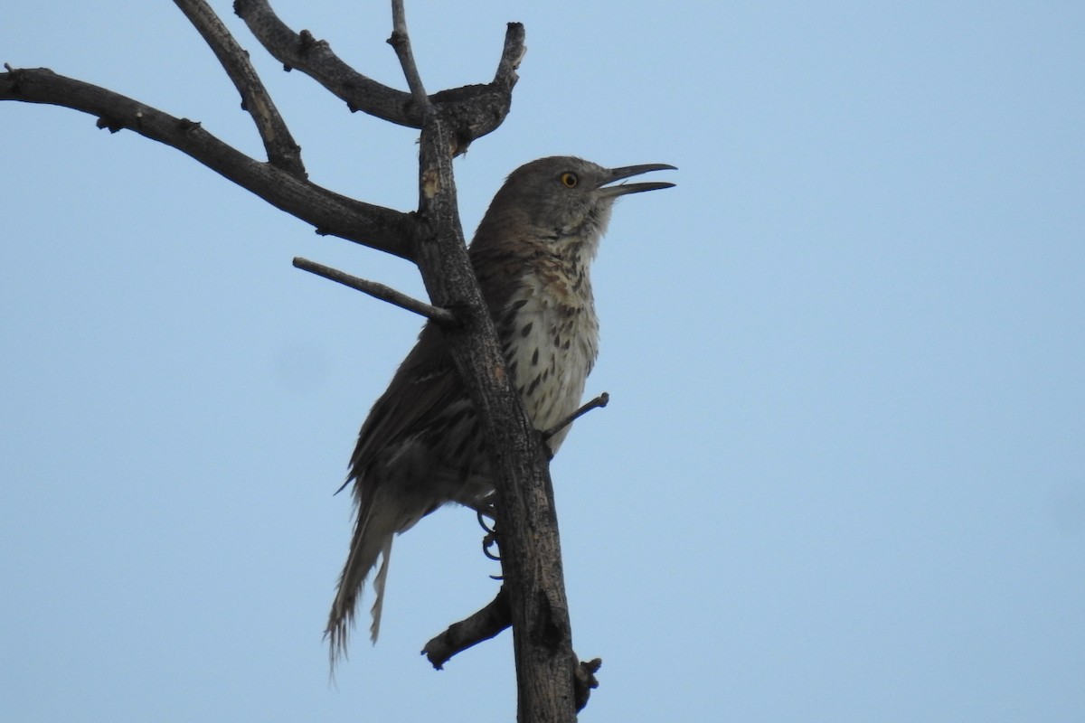 Brown Thrasher - ML637666279
