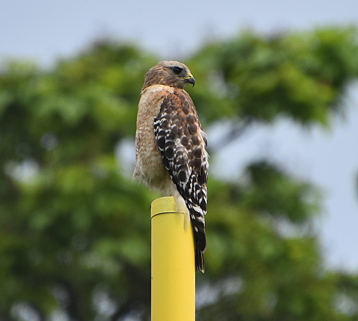 Red-shouldered Hawk - ML637666283