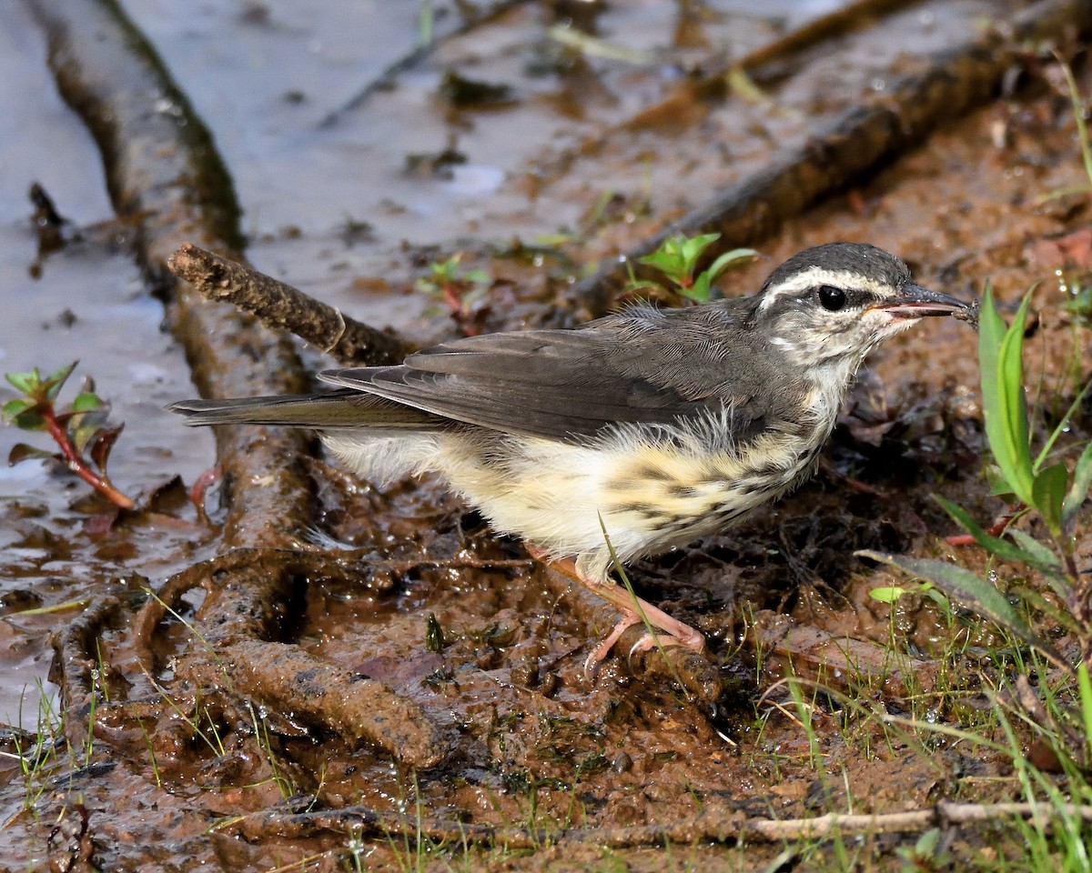 Louisiana Waterthrush - ML637666291
