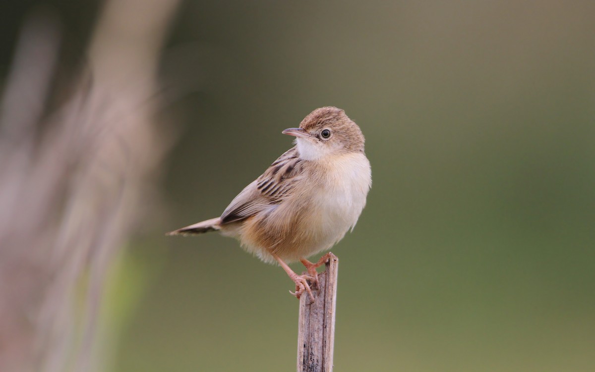 Zitting Cisticola (Western) - ML63766631