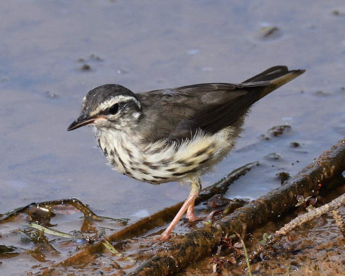 Louisiana Waterthrush - ML637666319