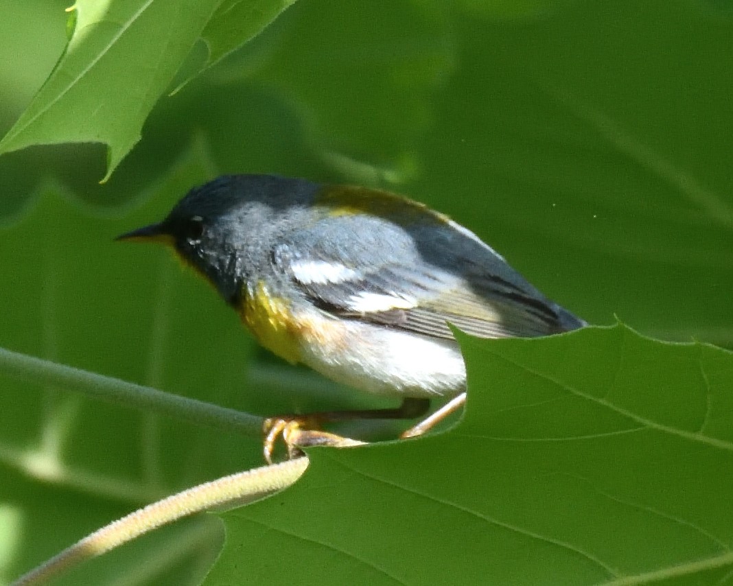 Northern Parula - ML637666383
