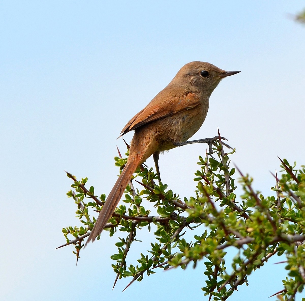 Sharp-billed Canastero - ML637666390