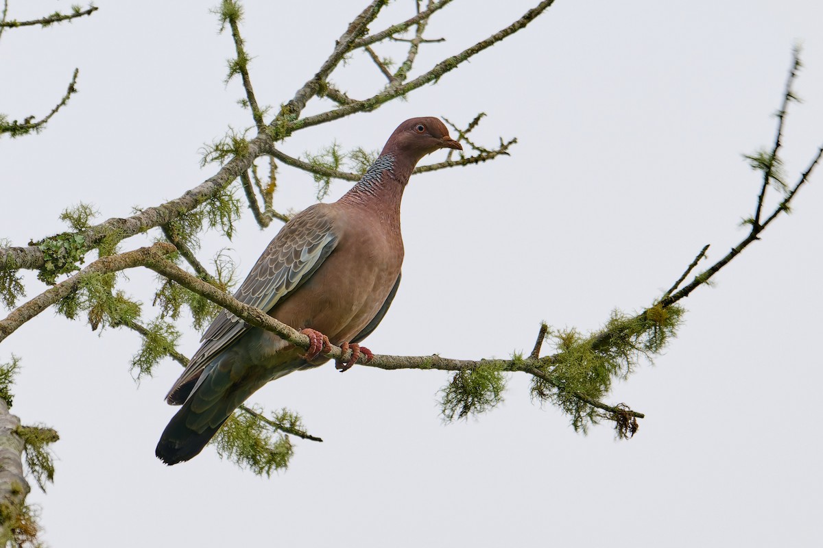 Picazuro Pigeon - ML637666406