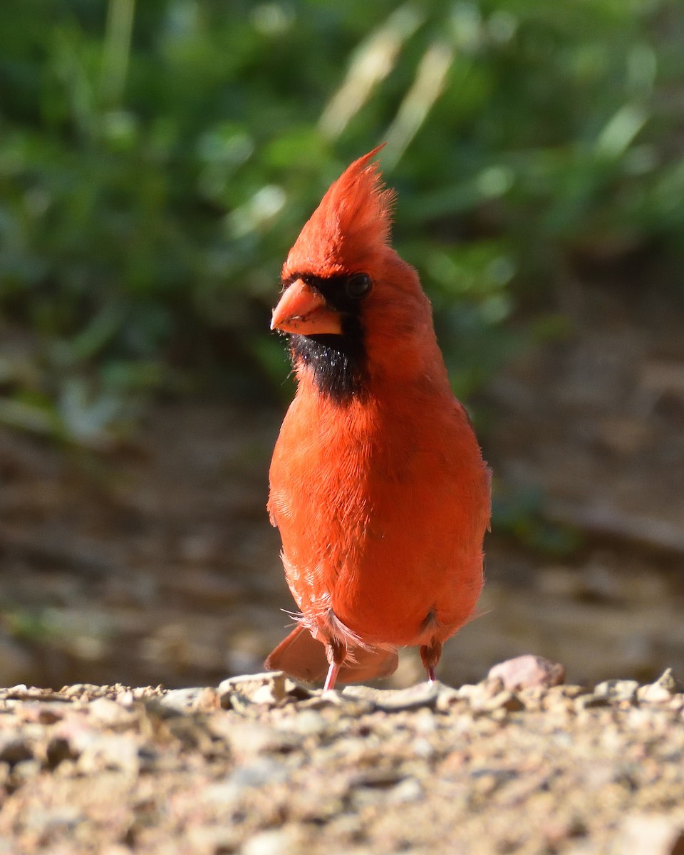 Northern Cardinal - ML637666412