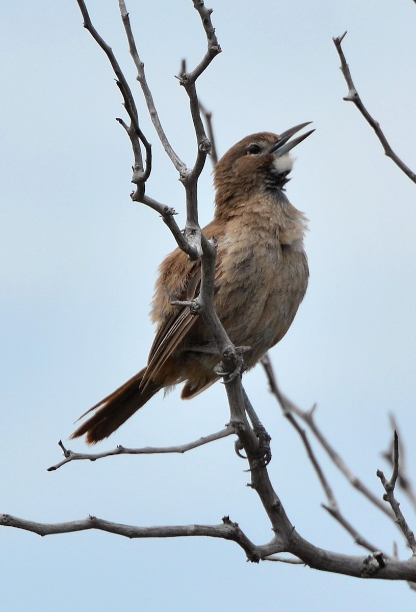 White-throated Cacholote - ML637666413