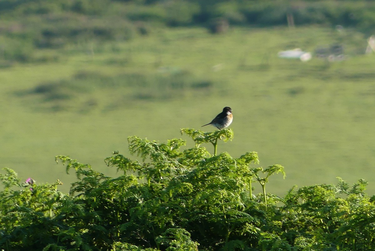 European Stonechat - ML637666454