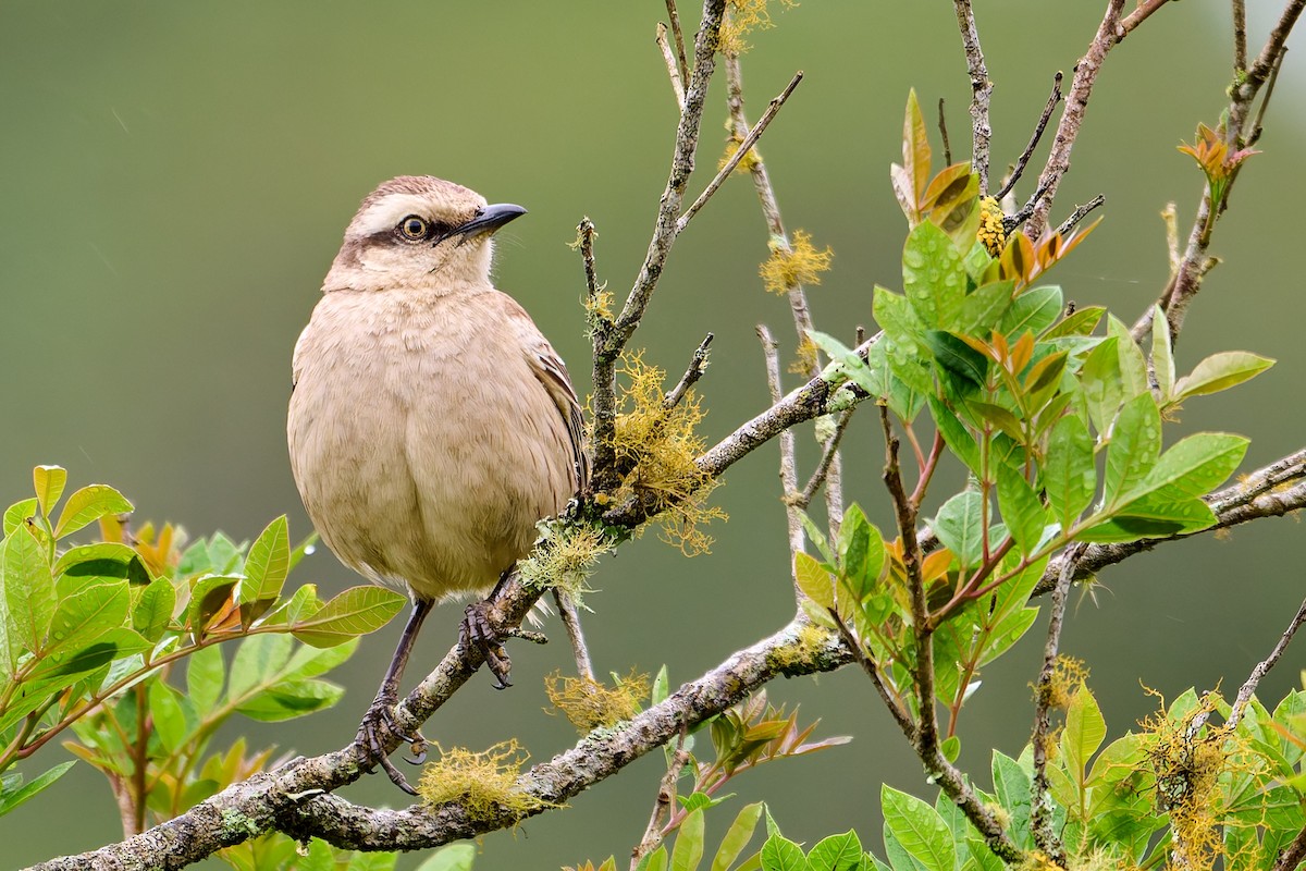 Chalk-browed Mockingbird - Tomáš Grim