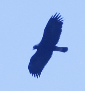 Golden Eagle - ML637666506