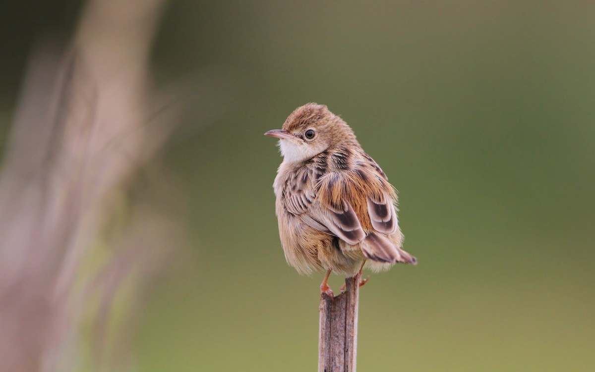 Zitting Cisticola (Western) - ML63766651