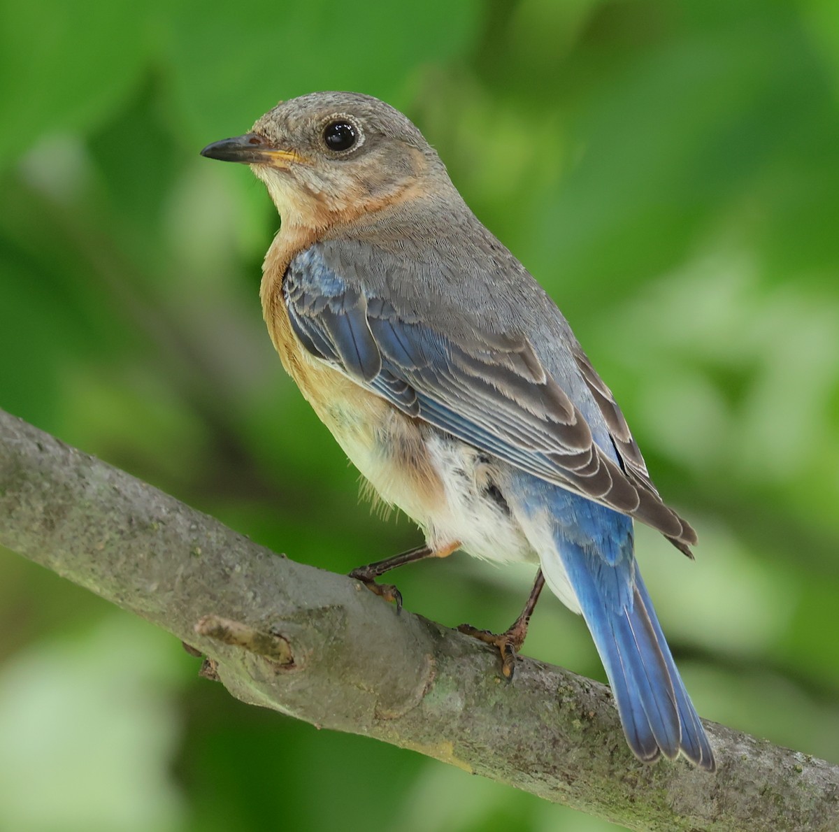 Eastern Bluebird - ML637666511