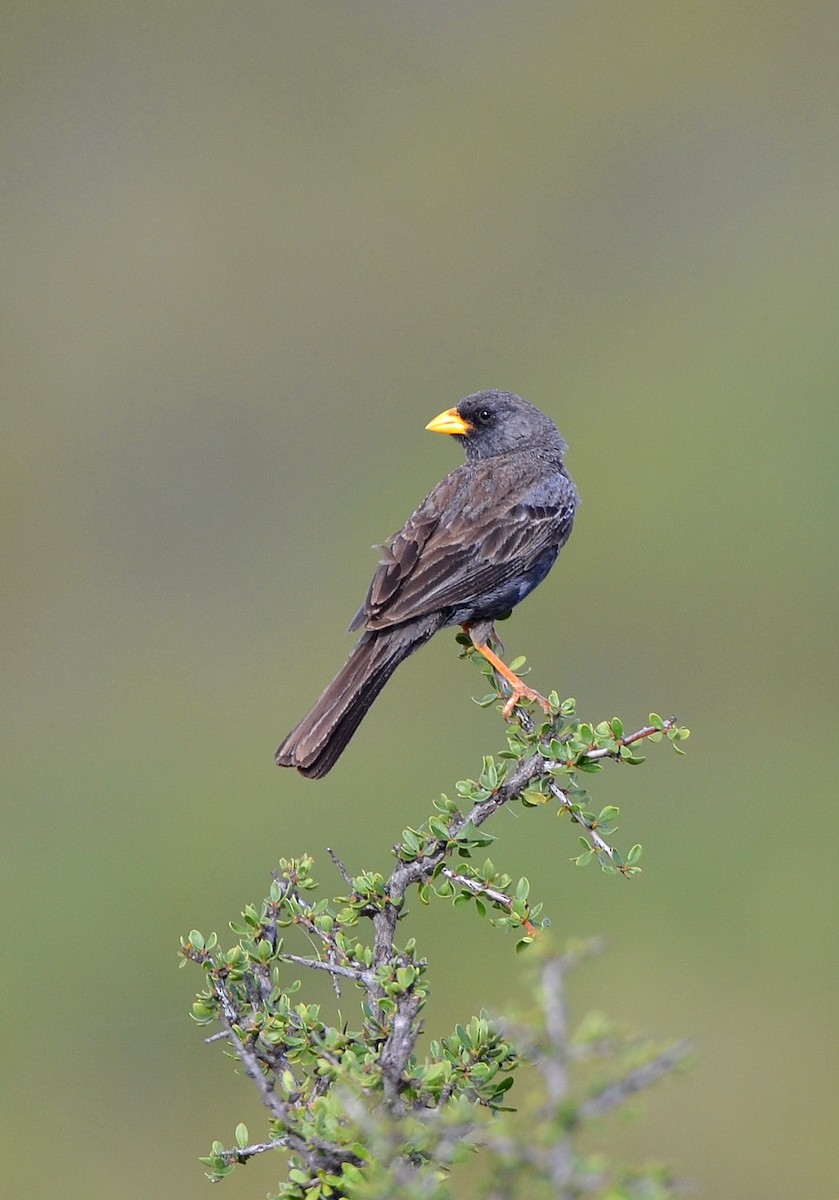 Carbonated Sierra Finch - ML637666518