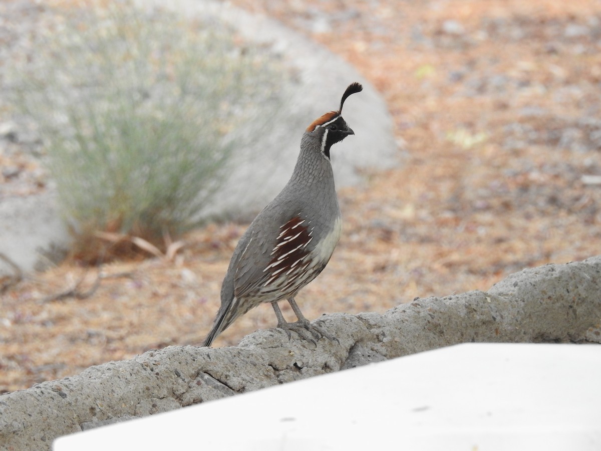 Gambel's Quail - ML637666545