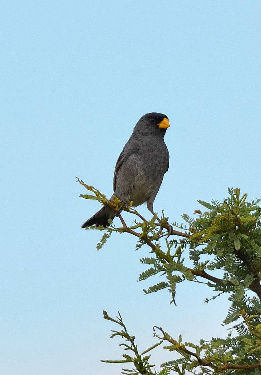 Band-tailed Seedeater - ML637666557