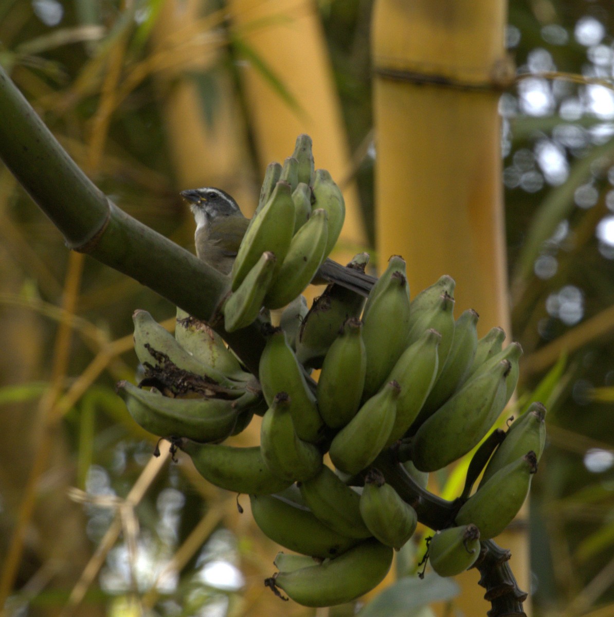 Green-winged Saltator - ML637666632