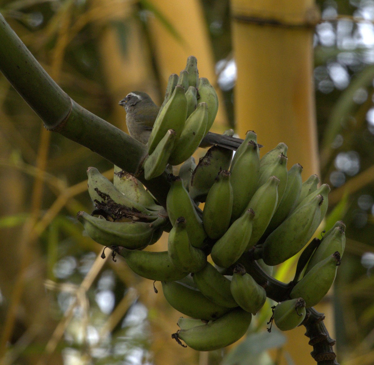 Green-winged Saltator - ML637666633