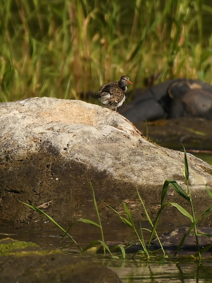 Spotted Sandpiper - ML637666643