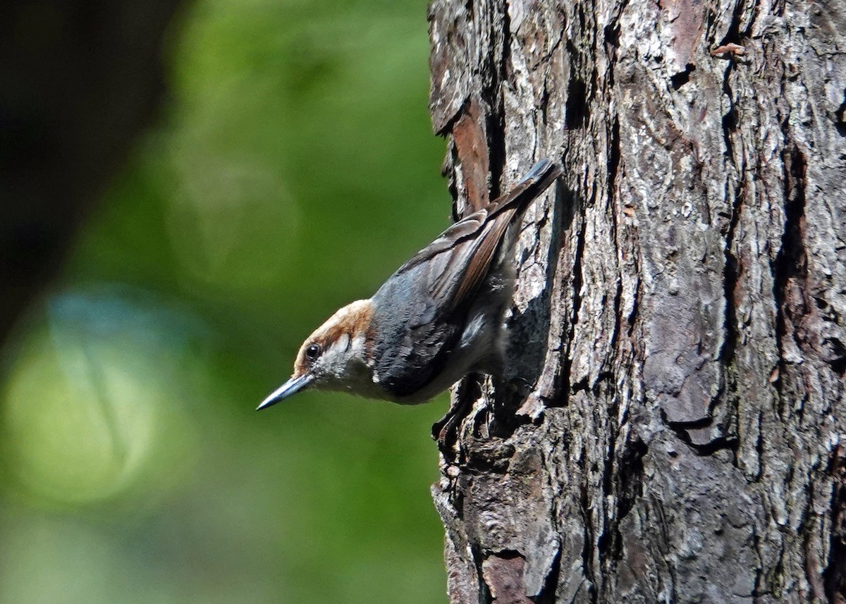 Brown-headed Nuthatch - ML637666662