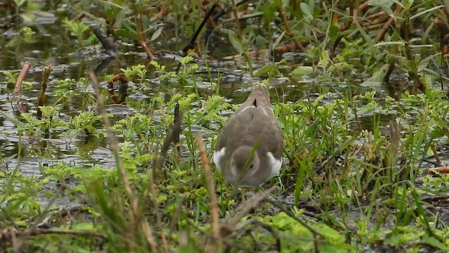 flekksnipe - ML637666682