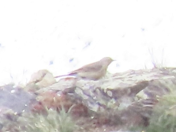 American Pipit - ML637666749