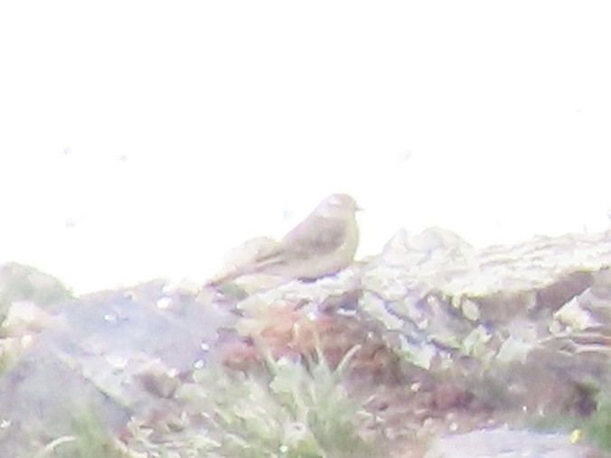 American Pipit - ML637666750